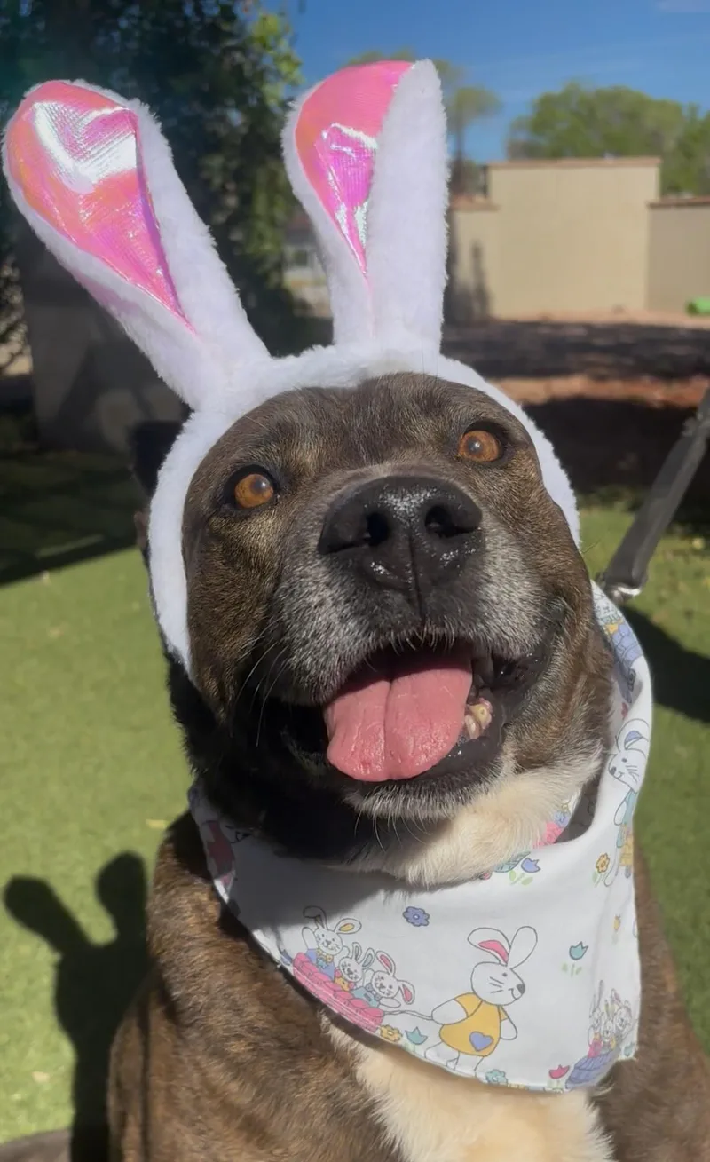 A senior large-sized male Brindle Shepherd dog named Piddy for adoption in Payson, AZ