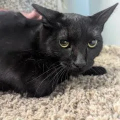 A baby medium-sized female Black Domestic Short Hair cat named Pudge for adoption in Green Valley, AZ