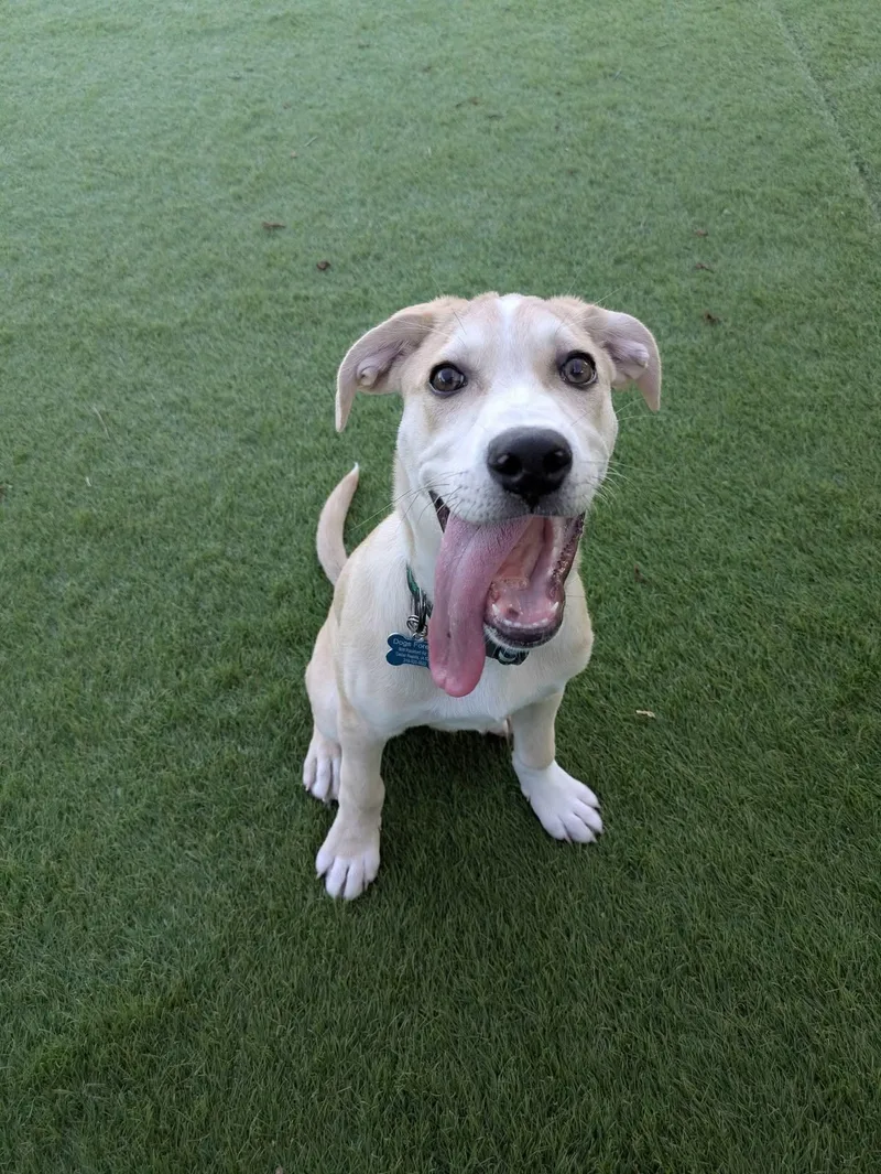 A baby medium-sized male White / Cream Catahoula Leopard Dog dog named Chopper for adoption in Cedar Rapids, IA