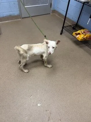 A young small-sized female Mixed Breed dog named Sharine for adoption in Chamblee, GA