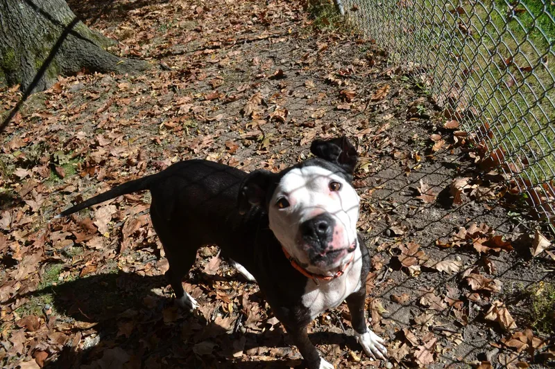 An adult medium-sized female American Bully dog named Ribbon for adoption in Chardon, OH