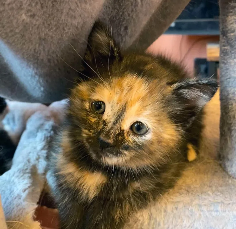 A baby medium-sized female Torbie Domestic Short Hair cat named Toph for adoption in Centerville, UT