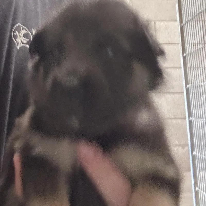 A baby small-sized female Shepherd dog named Girl for adoption in Yuma, AZ