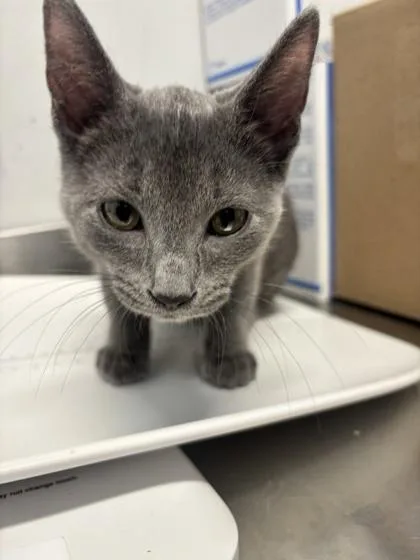 A baby small-sized female Domestic Short Hair cat named Piglet for adoption in West Chester, PA