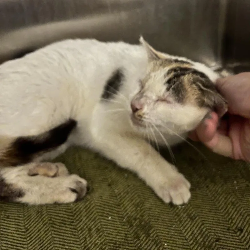 An adult medium-sized female White Domestic Short Hair cat named Roxanne for adoption in Oneonta, NY