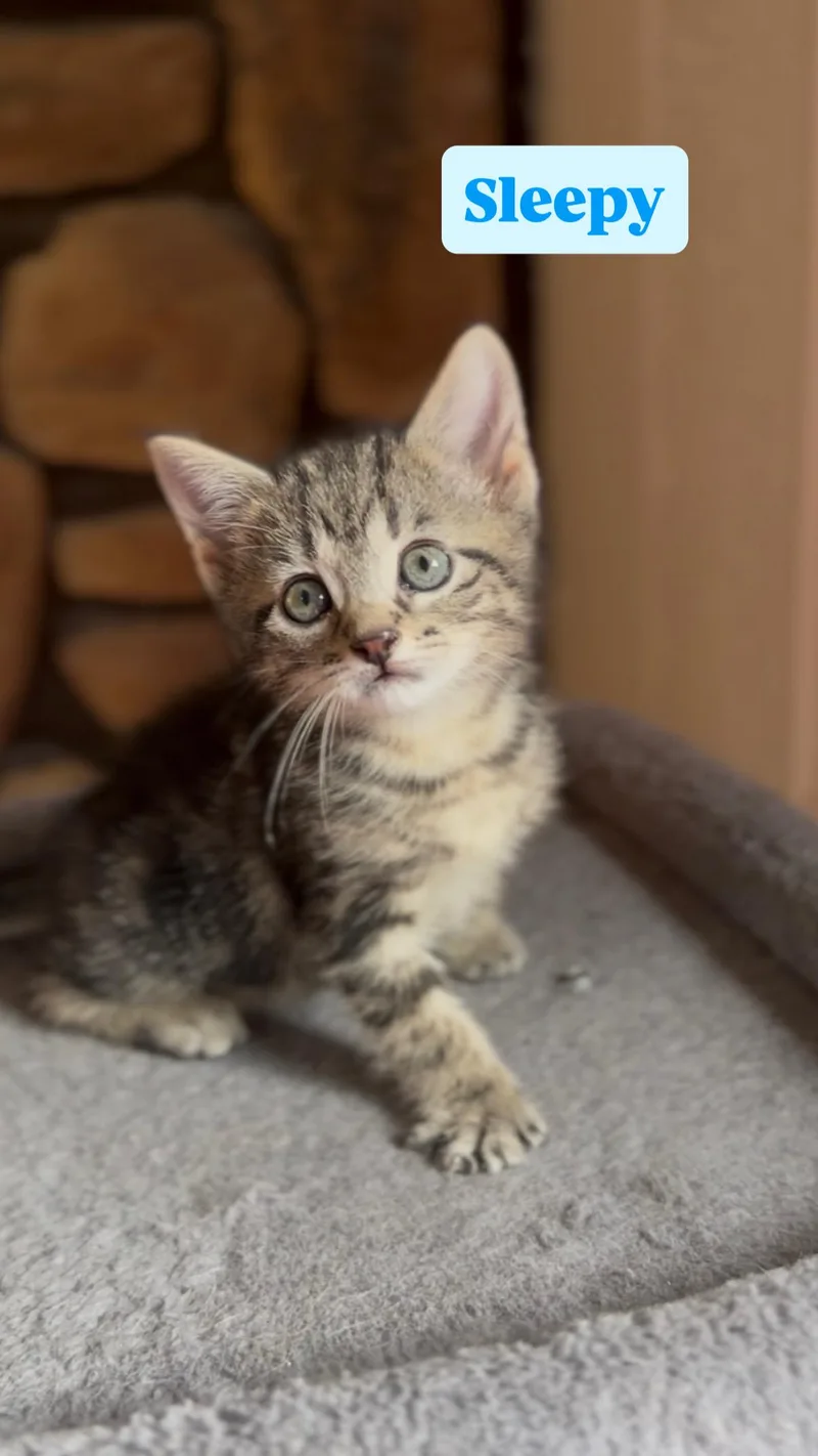 A baby medium-sized male Domestic Short Hair cat named Sleepy for adoption in Crown Point, IN