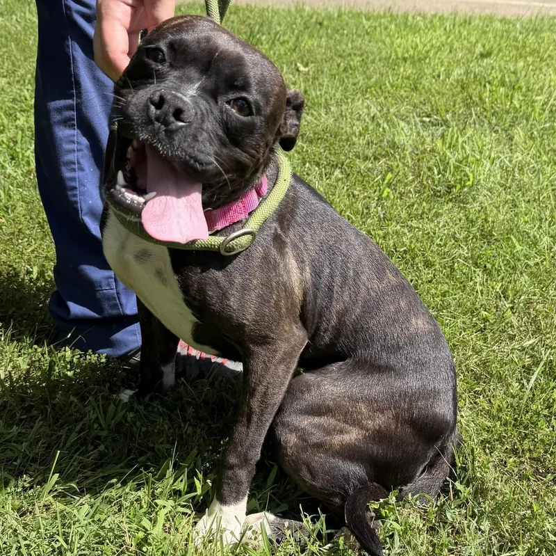 A baby medium-sized female Brindle Boston Terrier dog named Lucy for adoption in Latrobe, PA