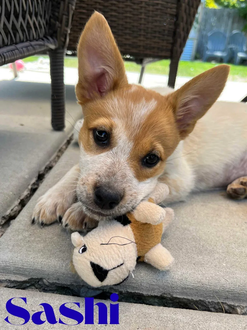 A baby medium-sized female Cattle Dog dog named Sashi for adoption in Salt Lake City, UT