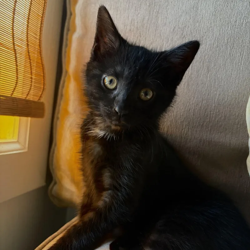 A baby small-sized female Black Domestic Short Hair cat named Freya for adoption in New York, NY