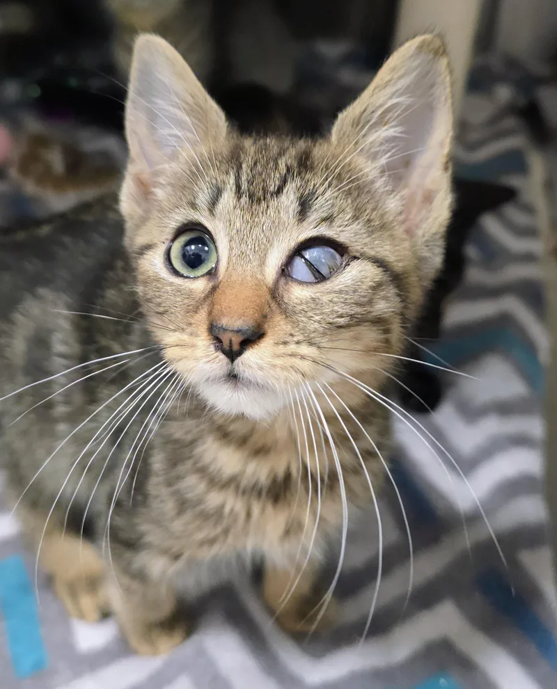 A baby medium-sized female Tabby (Brown / Chocolate) Domestic Short Hair cat named River for adoption in Amityville, NY