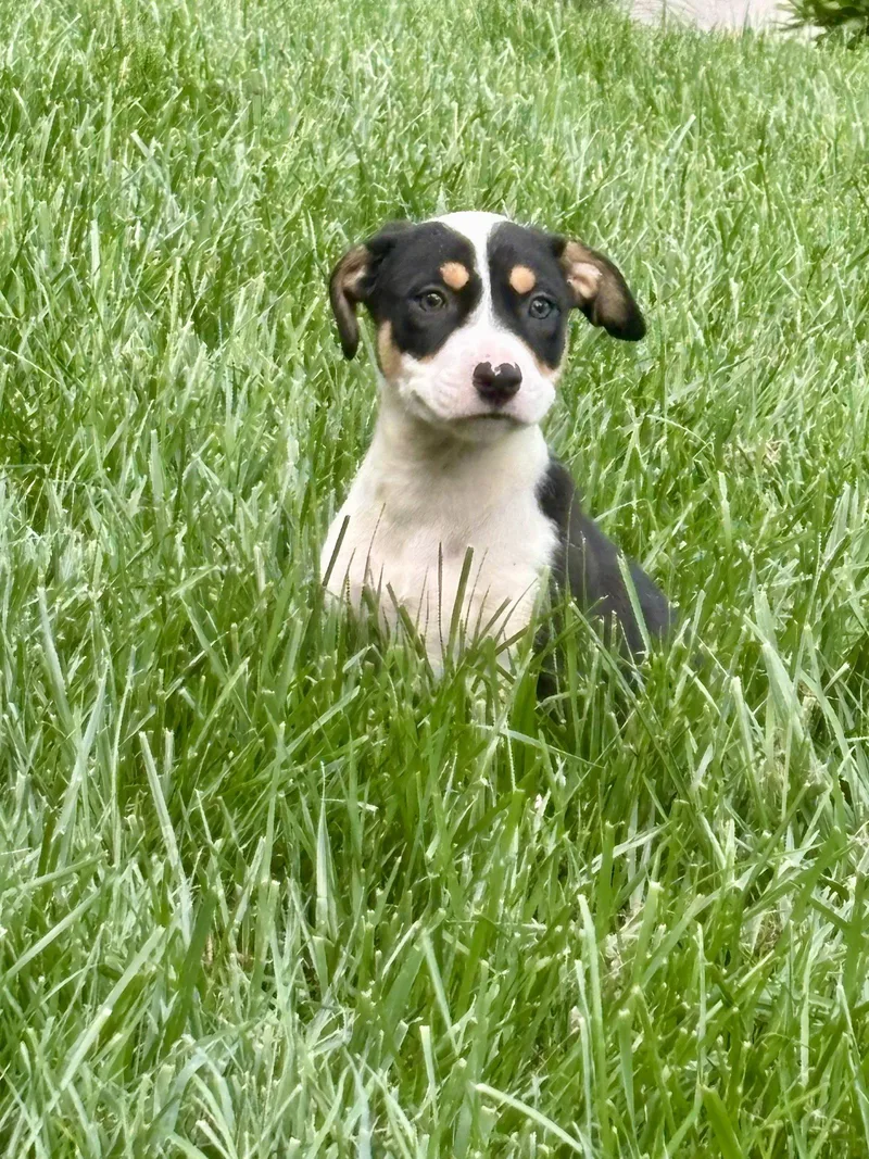 A baby medium-sized male Pit Bull Terrier dog named Wallen for adoption in Barnhart, MO