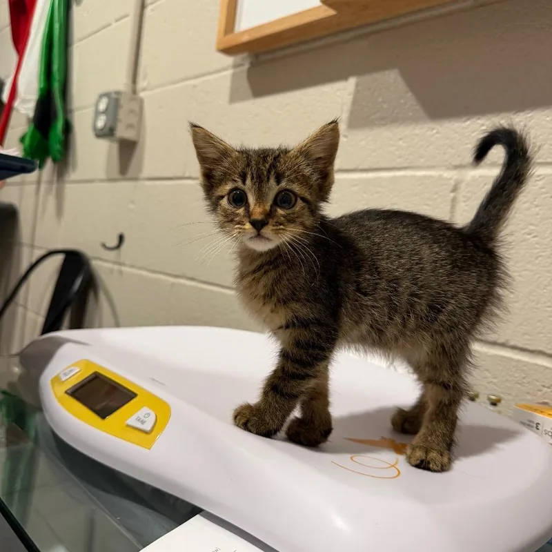 A baby small-sized male Domestic Short Hair cat named Bumpkin for adoption in Smithville, TN