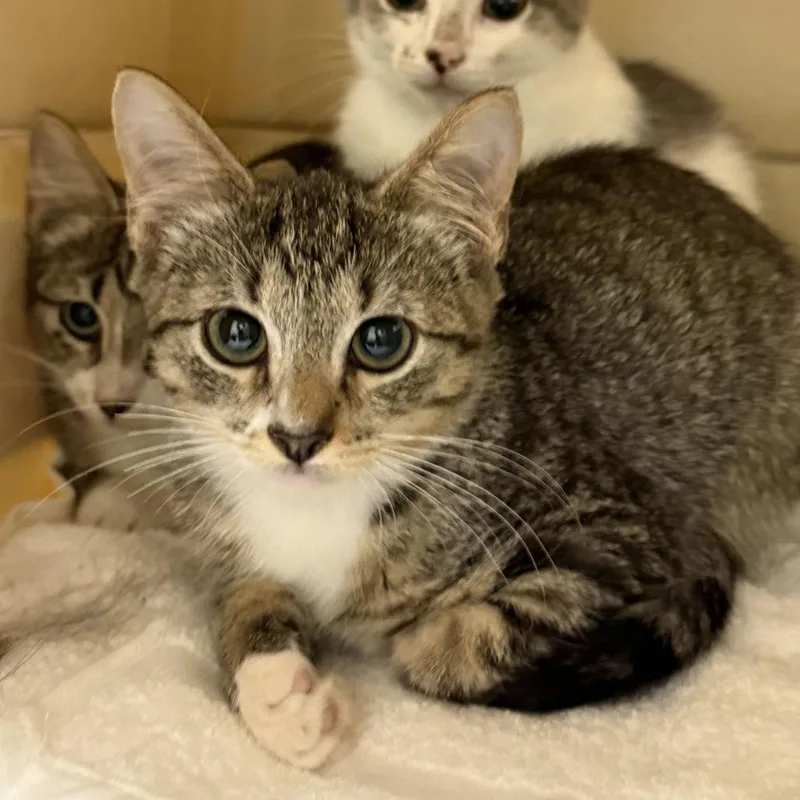 A baby small-sized male Domestic Short Hair cat named Mars for adoption in Wilmington, DE