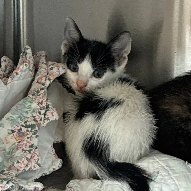 A baby small-sized male White Domestic Short Hair cat named Eli for adoption in Norman, OK