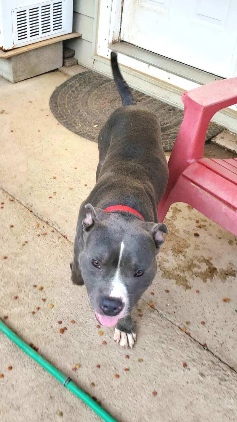 An adult medium-sized male Gray / Blue / Silver American Bully dog named Boo for adoption in Ventura, CA