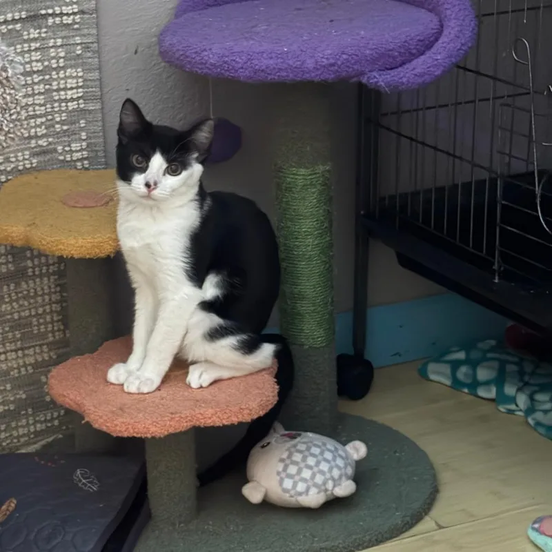 A baby small-sized female Black Domestic Short Hair cat named Nessie for adoption in Pleasanton, CA