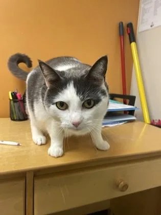 Harrison Furred thumbnail 2