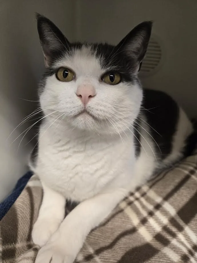 Harrison Furred thumbnail 3