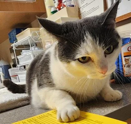 Harrison Furred thumbnail 4