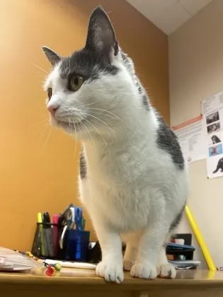 Harrison Furred thumbnail 5