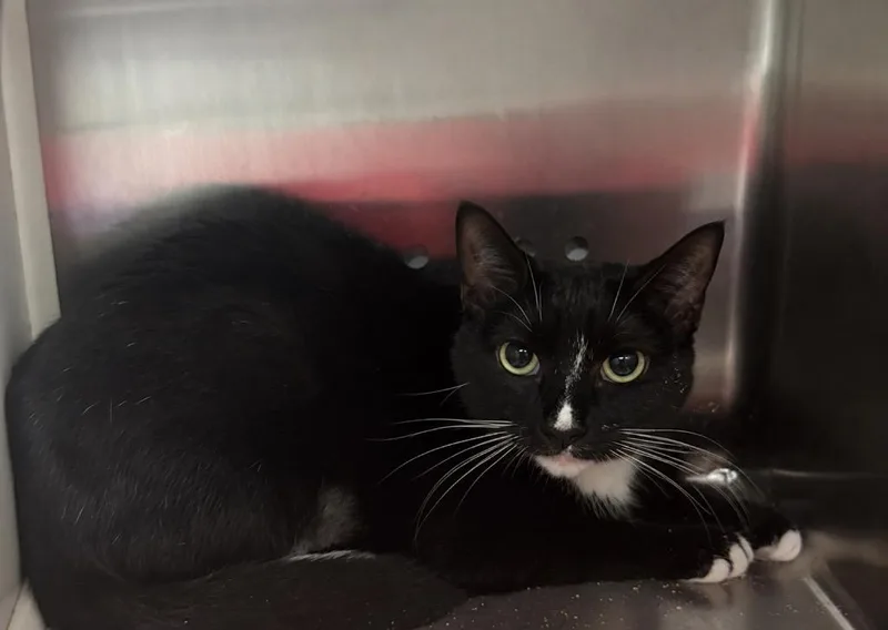 A young medium-sized female Domestic Short Hair cat named Lila for adoption in Columbia, TN