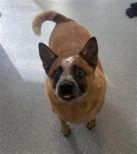 An adult medium-sized female Australian Cattle Dog / Blue Heeler dog named Magdalena for adoption in Toledo, OH