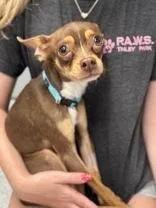 A young small-sized male Brown / Chocolate Chihuahua dog named Ron for adoption in Tinley Park, IL