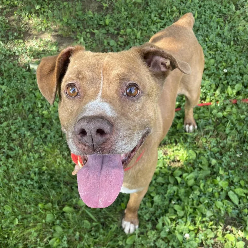 An adult medium-sized male Brown / Chocolate Mixed Breed dog named Buck for adoption in Chattanooga, TN