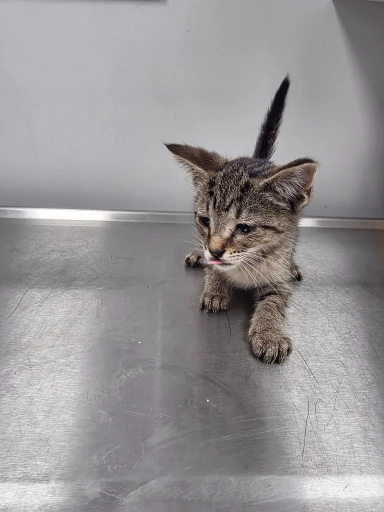 A baby small-sized female Domestic Short Hair cat named Felicity for adoption in Angola, IN
