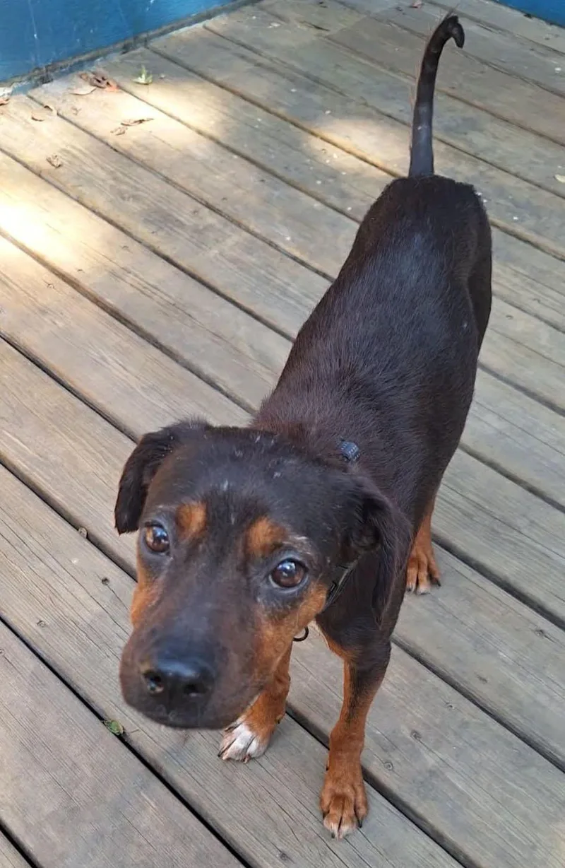 Isabel