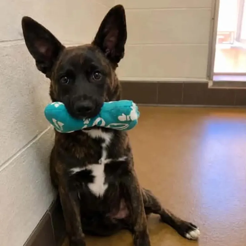 A young medium-sized male Terrier dog named Benny for adoption in Duxbury, MA