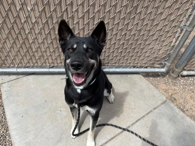 A young large-sized female German Shepherd Dog dog named Pixie for adoption in Phoenix, AZ