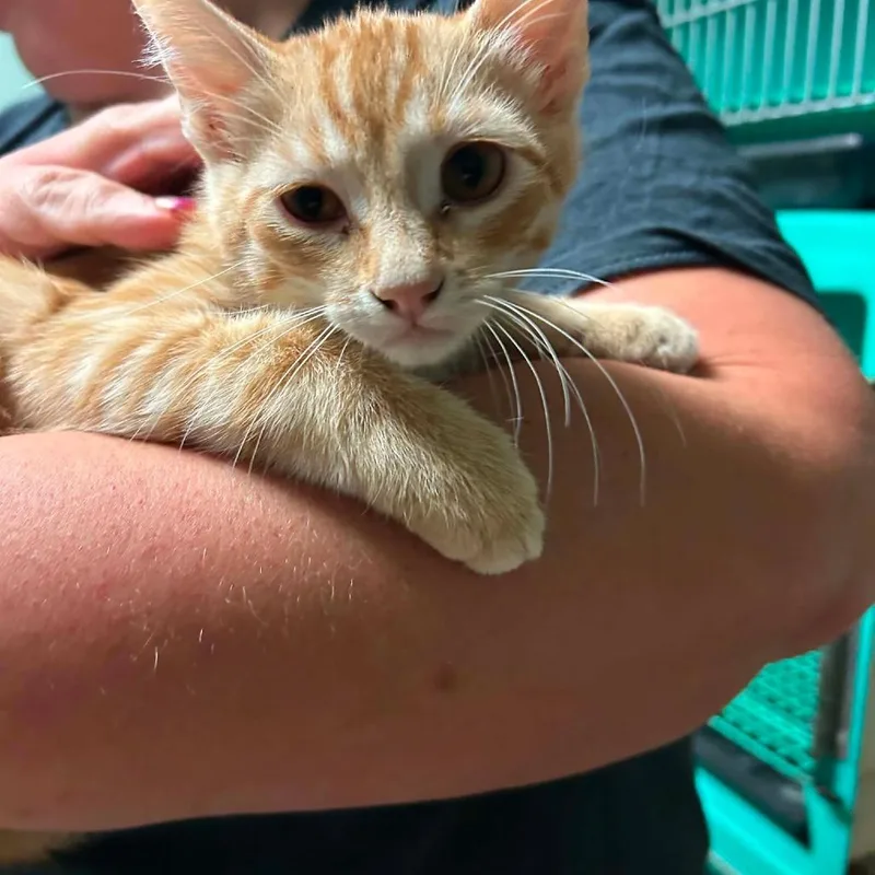 A baby small-sized male Orange / Red Domestic Short Hair cat named Apollo for adoption in Madill, OK