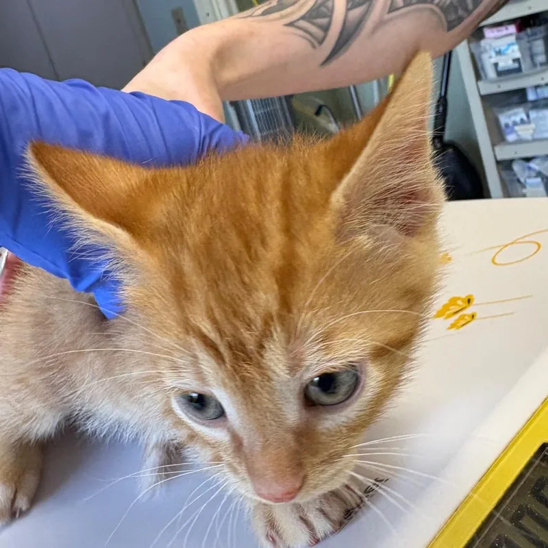 A baby small-sized male Orange / Red Domestic Short Hair cat named Scoop for adoption in Mount Juliet, TN