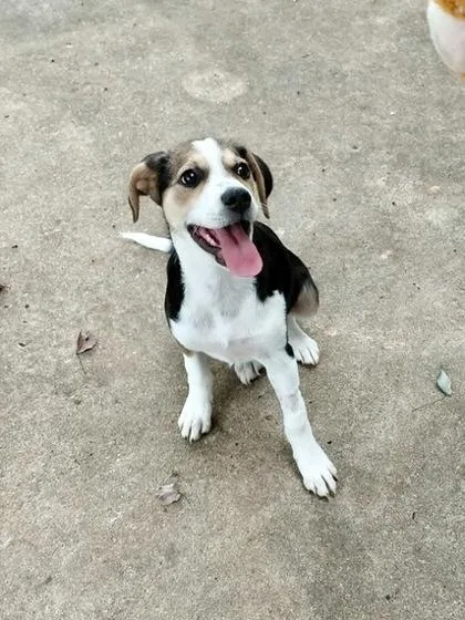 A baby medium-sized female Beagle dog named Dove for adoption in Morton Grove, IL