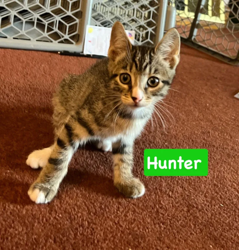 A baby medium-sized male Tabby cat named Hunter for adoption in Yardley, PA