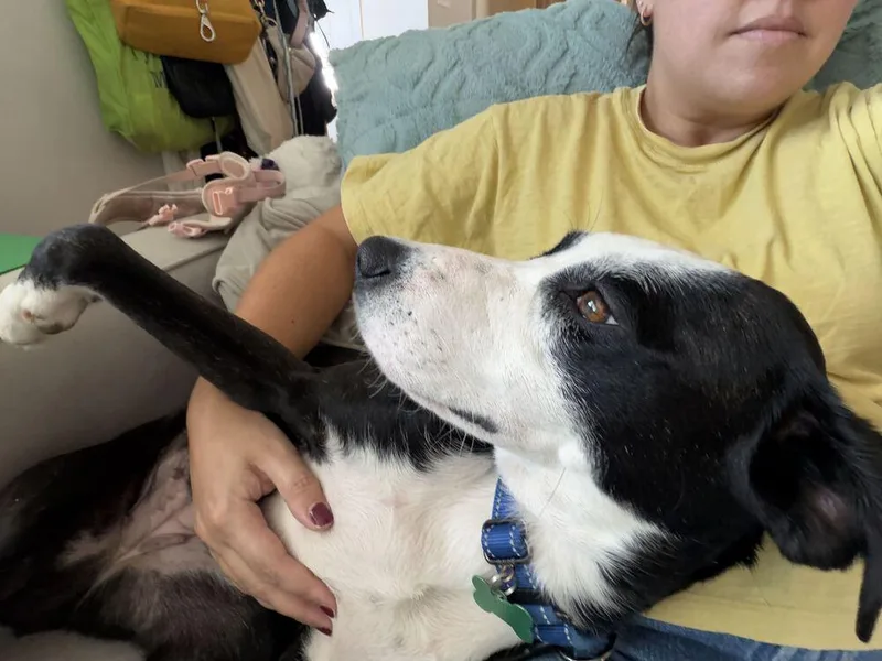 An adult medium-sized female Terrier dog named Stassi for adoption in Silver Spring, MD