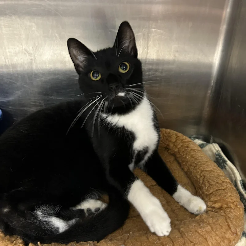 An adult medium-sized male Tuxedo cat named Louboutin for adoption in La Grange Park, IL