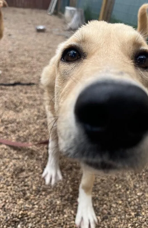 A baby medium-sized female Yellow / Tan / Blond / Fawn Mixed Breed dog named Holla for adoption in Fort Collins, CO