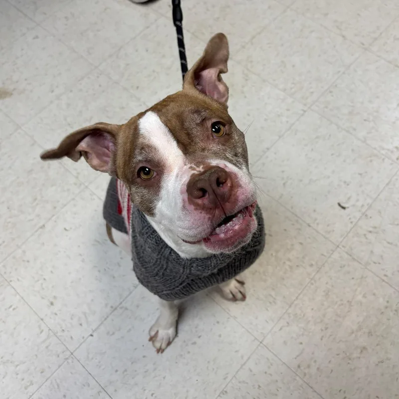 An adult medium-sized female Yellow / Tan / Blond / Fawn Mixed Breed dog named Nancy for adoption in Philadelphia, PA