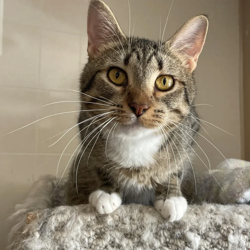 An adult medium-sized female Tabby (Brown / Chocolate) Domestic Short Hair cat named Anna for adoption in Lacon, IL