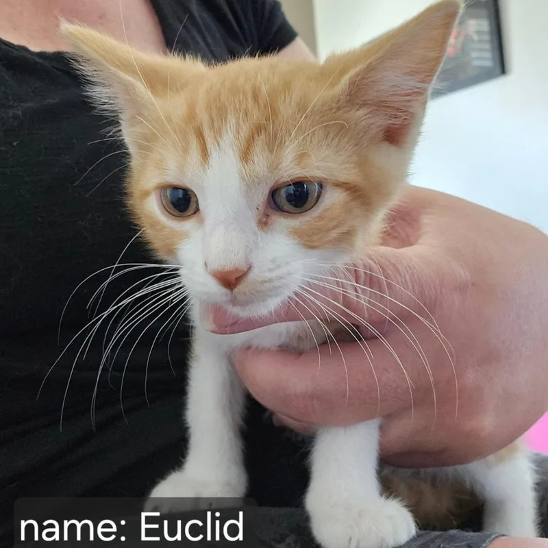 A baby small-sized male Orange / Red Domestic Short Hair cat named Euclid ParkEstes for adoption in Eagle Mountain, UT