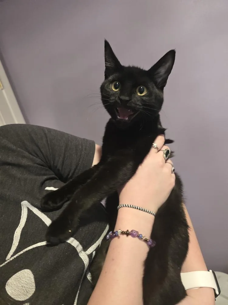 A young small-sized male Black Domestic Short Hair cat named Onyx for adoption in Vancouver, WA