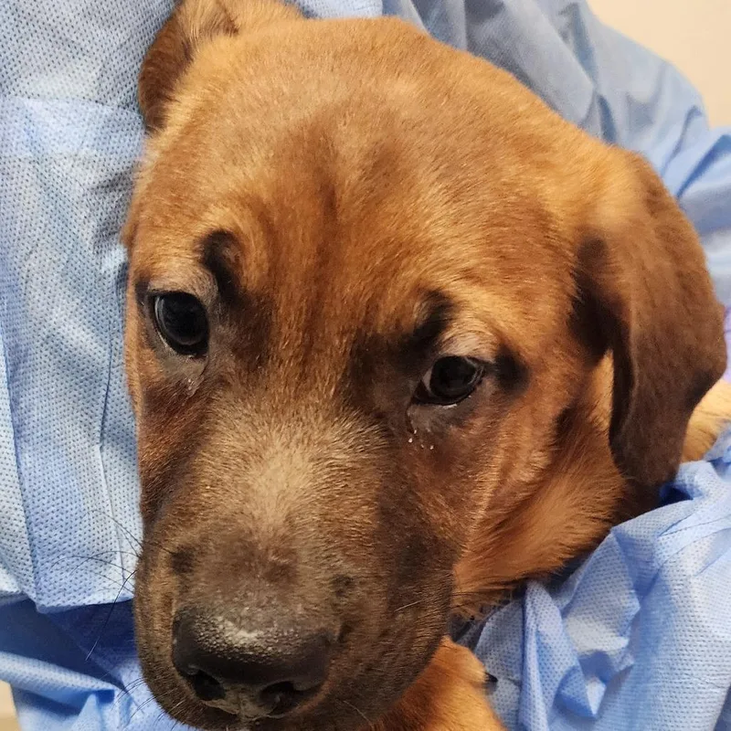 A baby medium-sized male Yellow / Tan / Blond / Fawn Mixed Breed dog named Henry The Hoover for adoption in Charleston, WV