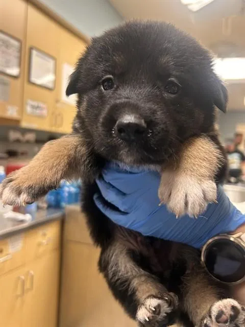 A baby small-sized male German Shepherd Dog dog named Buford for adoption in Riverside, CA
