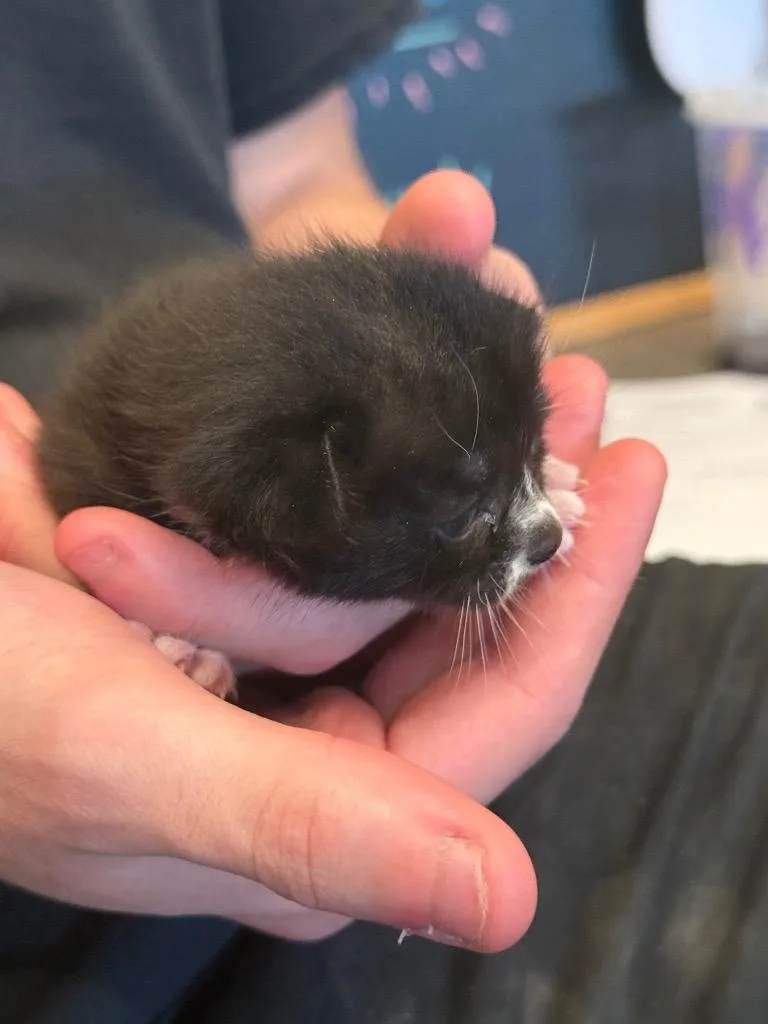 A baby small-sized male Domestic Short Hair cat named Bumble Bee for adoption in Douglasville, GA