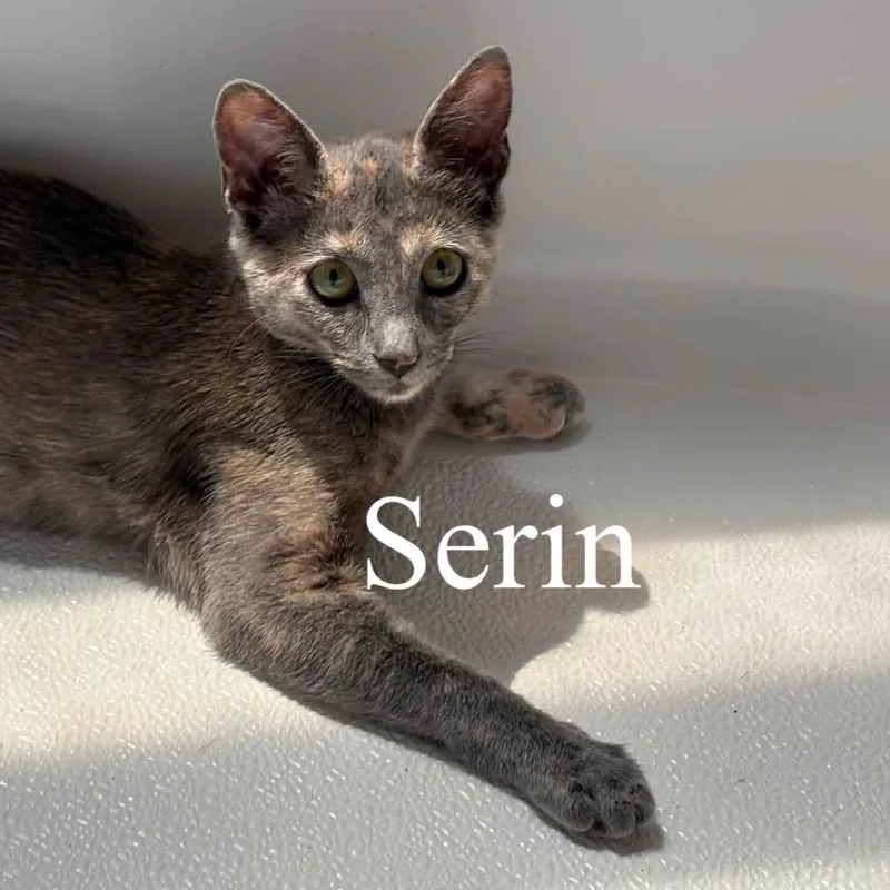 A baby medium-sized female Dilute Tortoiseshell Domestic Short Hair cat named Serin for adoption in Queen Creek, AZ