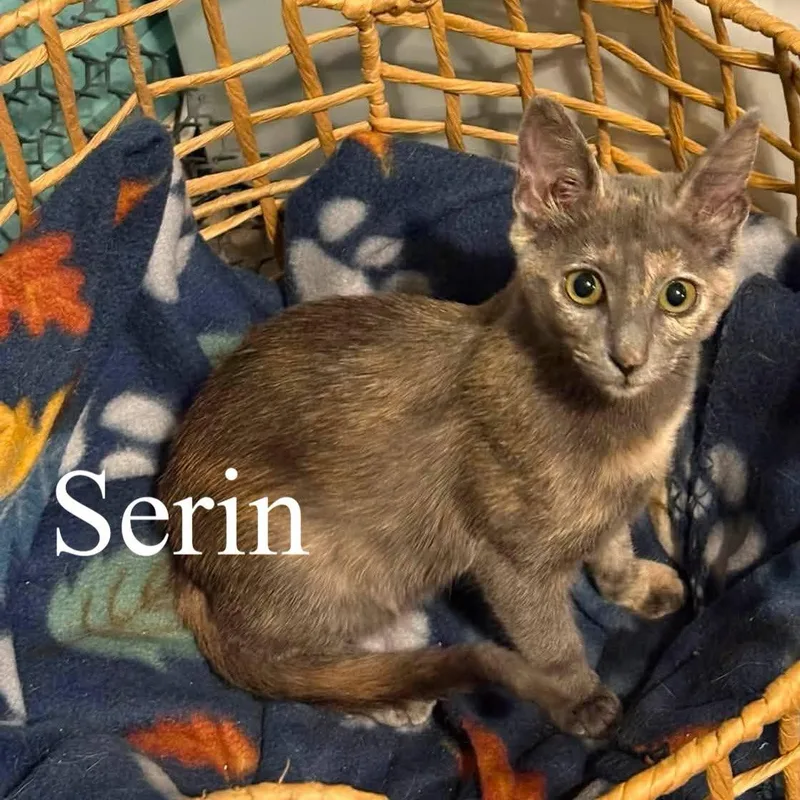 Serin thumbnail 2