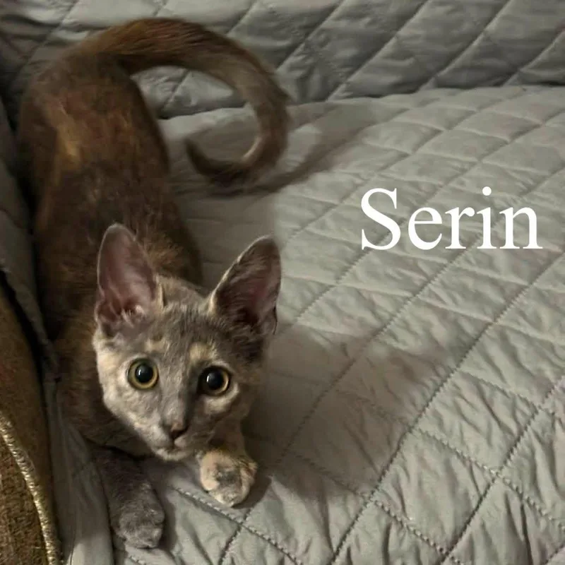 Serin thumbnail 3