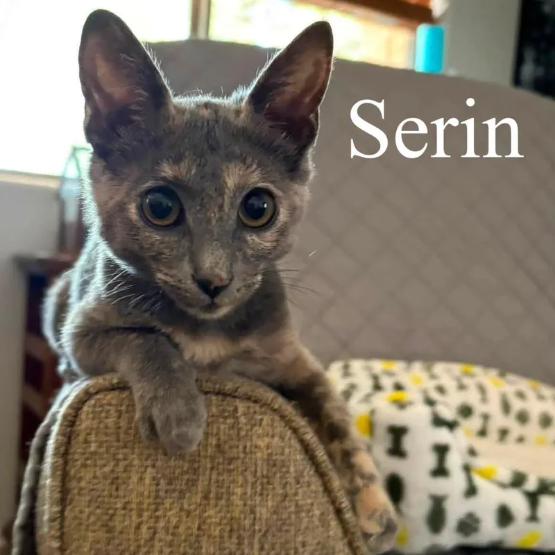 Serin thumbnail 4